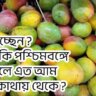 Malda mango