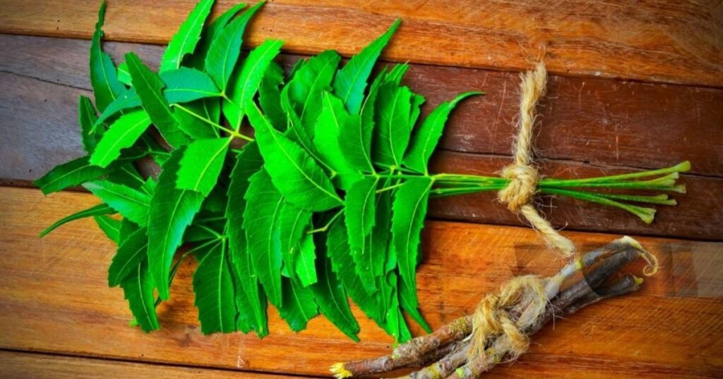 Neem leaf benefits