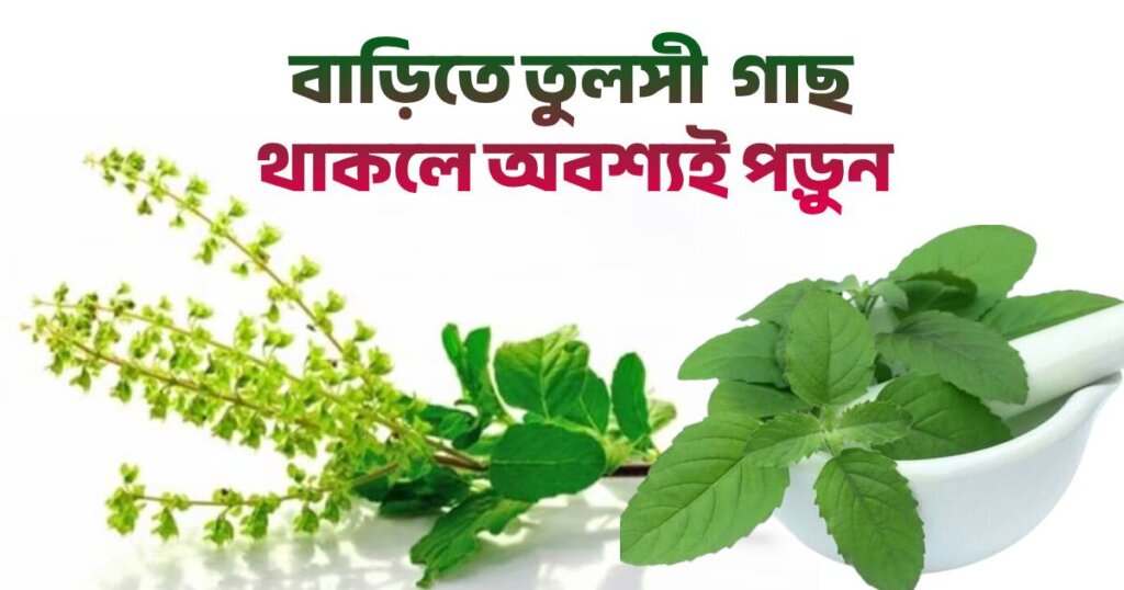 tulsi leaf